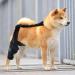 Dog ACL Knee Brace Brace Behind Leg - Brace Behind Leg Neoprene Hip Brace Adjustable Traction Belt Stabilizer for Torn ACL Leg M right - Buy Online on GoSupps.com