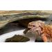 Premium USA-Made Gargeer Bearded Dragon Food Gel Diet for Juveniles & Adults - Fortified Gourmet Formula - 3oz Pack - Buy Online on GoSupps.com