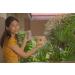 Canada-Made Bamboo Charcoal Air Purifier Bags (5 Large Light Yellow) Naturally-Dyed smell and allergen eliminator bags - Buy Online on GoSupps.com