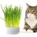 Anulely Cat Grass Plant Container - Earth-Free Indoor Planting Box for Cats & Dogs | Removable Sprouter Tray & Home D cor in White - Buy Online on GoSupps.com