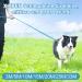 X Xben 15m Dog Leash - Robust Tow Line with Lockable Carabiner Reflective Running Training Line for Small & Medium Dogs Light Blue - Buy Online on GoSupps.com