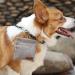 Duuclume Hands-Free Dog Training Kit with Treat Pouch, Clicker, Whistle & Carabiner - Grey - Buy Online on GoSupps.com