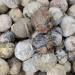 Natural Crystal Natural Agate Original Stone Crystals Raw Rough Specimens Jade Gemstones Ornaments450-500g - Buy Online on GoSupps.com