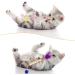 Heyu-Lotus 6 PCS Silvervine Cat Chew Sticks Cat Chew Toy Kitten Teething Toys Natural Cat Dental Sticks Indoor Kitten Teething Cat Teeth Cleaning and Stress Release - Buy Online on GoSupps.com