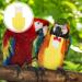 Buy Iplusmile Bird Diaper - Multi-Way Washable Flight Suits with Bowtie for Cockatiels | Soft & Comfortable - International Shipping Available - Buy Online on GoSupps.com