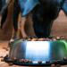 Mituso Black Cumin Oil 500ml for Dogs & Horses - 100% Pure Cold-Pressed Natural Coat Care - Buy Online on GoSupps.com