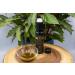 Naturezon Organic Pumpkin Seed Oil 100ml - Freshly Pressed Cold-Pressed Pre-Order Now! - Buy Online on GoSupps.com