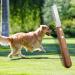 Buy Premium Wooden Handle Dog Trimmers for Dachshunds & Terriers | Pet Care Grooming Tool for Undercoat & Fine Hair - Buy Online on GoSupps.com