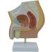 DYTAH Organ Model Male Reproductive Urinary System Pelvic Cavity Ical Model For Study Teachihg Teaching Aids