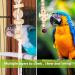Vegan 8-Piece Bird Toys Set - Wooden Ladder & Cage Accessories for Budgies Parrots and Finches - Colorful Bird Playthings for Happy Pets - Buy Online on GoSupps.com