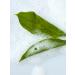ARAVIA Energy Skin Foam with Snail Mucin & Ginkgo Biloba - 150ml | Revitalize & Nourish Your Skin - Shop Internationally - Buy Online on GoSupps.com