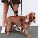 Ezydog Anti Pull Dog Harness - Crosscheck Adjustable Reflective Dog Training Accessory for Small Medium & Large Dogs (Size S Red) - Buy Online on GoSupps.com