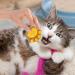 Paw Cat Treats - Cat Paw Biscuits Cat Treat - Healthy Cat Treats Paw Shape Cat Food Treats Cat Biscuits Dry Cat Treats Natural Training Biscuits Treats 1 count (Pack of 1) - Buy Online on GoSupps.com