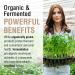 SOLARAY Organically Grown Fermented Mushroom Immune Complex 600mg - 100 VegCaps - Buy Online on GoSupps.com
