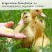 Premium Leim ller Duck Food Grains 5 kg - 100% GMO-Free Bird Feed for Ducks Geese & Ducklings - Starter & Chick Lining - Buy Online on GoSupps.com
