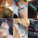 Custom Embroidered Nylon Cat Collar with Bell - Personalized Breakaway ID Collar for Cats with Name & Phone Number - Buy Online on GoSupps.com