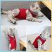 CLLRYBO Katzenbody - After Surgery Recovery Suit for Cats | Red Medium - Pet Medical Surgical Shirt - Buy Online on GoSupps.com