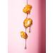 KoRo Roasted Peanuts Salted Caramel 1 kg - Crunchy Sweet & Salty Snack - Perfect Value Pack for International Shipping - Buy Online on GoSupps.com