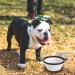 Slson 2-Pack Foldable Travel Dog Bowl - Safe Portable Pet Bowls with Carabiners | Ideal for Cats & Dogs (350ml Black & White) - Buy Online on GoSupps.com