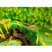 Forest Aquatics Moss Covered Log Shrimp Cave - Buy Online on GoSupps.com
