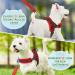 Eyein No-Pull Dog Harness & Leash - Soft Padded Reflective Adjustable for Puppies Small & Large Dogs Cats - XXS Red - Buy Online on GoSupps.com