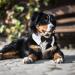 Segarty Handcrafted White Bow Tie Dog Collar for Small Dogs | Adjustable Formal Tux Bowtie for Pets | Perfect for Wedding, Birthday | Black L - Buy Online on GoSupps.com