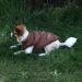 Buy Joydaog 2-Layer Fleece Lined Dog Jacket - Warm Windproof Extra Soft - Large Brown - Perfect for Winter & Cold Weather | International Shipping Available - Buy Online on GoSupps.com