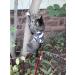 Mynwood Cat Jacket/Harness Arctic Combat Adult Cat