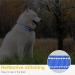 Heele Reflective Dog Collar for Small Dogs - Soft Neoprene Padded Nylon XS 20-30cm Royal Blue - Perfect for Puppies - 1-Pack - Buy Online on GoSupps.com