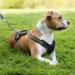 Shop HUNTER NEOPRENE Dog Harness - Padded Nylon Olive/Black Size M2 (60-76 cm) | International Shipping Available - Buy Online on GoSupps.com
