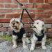 Double Dog Leash for Small Dogs | Tangle-Free Trainer | Black Linen for 2 Dogs - Buy Online on GoSupps.com
