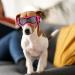 Petleso Dog Glasses for Small Breeds - Anti-UV Protection Windproof Pet Sunglasses with Adjustable Straps for Outdoor Activities Pink V-Shape - Buy Online on GoSupps.com