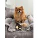 The Pawfume Shop - She's A Dog In A Million - Premium Dog Perfume Spray - Suitable for All Breeds & Sizes - For Fresh Scent & Odour Control - Gentle on Skin & Long-Lasting Fragrance - 100ml 100 ml (Pack of 1) - Buy Online on GoSupps.com