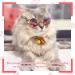 12-Piece Set of Cat/Dog Sunglasses & Goggles for Small Breeds - Funny Photo Props & Costume Accessory - Buy Online on GoSupps.com