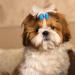 JpGdn 50pcs Small Dog Hair Bows with Rhinestones & Rubber Bands | Puppy Grooming Accessories | Color Random | Pet Topknot Bowknots - Buy Online on GoSupps.com