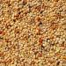 Supravit Exotic Feed 2.5kg | High-Quality Mixed Feed for Exotic Finches | Boosts Feather Health & Mating Readiness - Buy Online on GoSupps.com