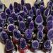 About 300g-900g Natural Amethyst geode Quartz Cluster Crystal Specimen Home Collections (Size : 800g) - Buy Online on GoSupps.com