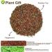 Plant Gift Peppermint Rooibos Tea Oganic Fruit Herbal Tea All Natural Flavors Loose Leaf Non GMO Vegan Tea Bags Into Iced Tea & Hot Tea 70G/2.5oz - Buy Online on GoSupps.com