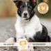 Premium Turmeric for Pets 10,000mg with Bioperine | Powerful Antioxidant Supplement for Joints & Hips | 60 Capsules - Buy Online on GoSupps.com