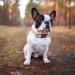 Heele Adjustable Dog Collar for Small Medium Large Dogs - Comfortable Patterned Pink Collar for Puppies (XS: 21.6-28cm 1.5cm Width) - Buy Online on GoSupps.com