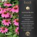 bodi : Echinacea Purpurea Root Powder | 4oz to 5lb | 100% Pure Natural Hand Crafted (1 lb) 16 Ounce (Pack of 1) - Buy Online on GoSupps.com