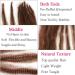 Leeven 24 Inch Pre-Separated Springy Afro Twist Hair 8 Packs Popping Spring Twist Hair for Marley Locs Twist Braiding Hair 10 Strands/Pack Black Pre-fluffed Afro Kinky Marley Hair Extensions /30# 24 Inch (Pack of 8) 30# - Buy Online on GoSupps.com