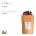 Buy Hibiscus Flower Tea - Organic Herbal Tea 700g | Classic Sweet & Tart Rosebush Hibiscus Blend - Buy Online on GoSupps.com