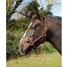 Shop Rhinegold Nylon Halter COB - Black/Red | Premium Quality Equestrian Gear | International Shipping Available - Buy Online on GoSupps.com