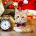 YUJUN 3Pack Christmas Cat Collars with Bow tie and Bell - Adjustable Plaid Snowflake Collar for Kittens - Breakaway Buckle Safety for Puppy - Buy Online on GoSupps.com