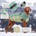 Kuoser Windproof Dog Coat - Reflective & Warm Jacket for Small & Large Dogs - Winter Outdoor Zippered XL Green - Buy Online on GoSupps.com