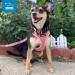 Voyager Step-In Lock Pet Harness XS (Chest 11-16) Pink - All Weather Mesh, Adjustable Harness for Cats and Dogs - Best Pet Supplies - Buy Online on GoSupps.com
