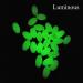 AGOOL Luminous Glow Fishing Beads - 100pcs Green Glow Fish Attractants Eggs - Fishing Rigging Tackle - Buy Online on GoSupps.com