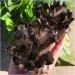 Natural Crystal Rough Crystal Cluster Natural Crystal Cluster Quartz Gift (Size : 650-700g) - Buy Online on GoSupps.com