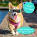 Dog Goggles for Small Dogs Windproof Dog Sunglasses with Adjustable Strap Puppy Sunglasses for Small Medium Dogs Eye Protection Goggles for Outdoor Riding Driving Eyewear (Blue) - Buy Online on GoSupps.com
